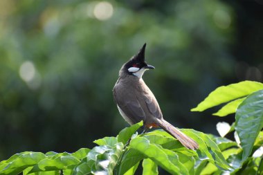 Kırmızı Bıyıklı Bulbul 'un yakın görüntüsü