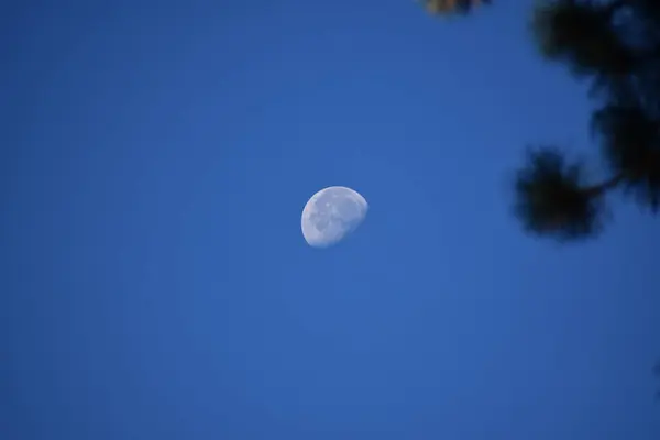 Céu Azul Com Lua Redonda Visão Parcial Ramos Abeto — Fotografia de Stock