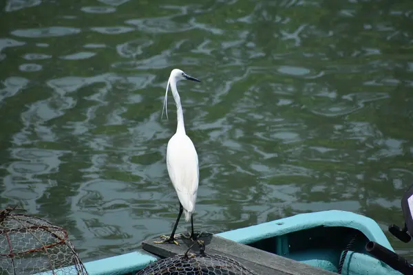 Cigogne Blanche Dans Étang — Photo