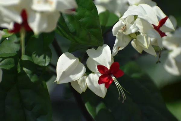 Vörös Fehér Virágok Fán Tavasszal — Stock Fotó