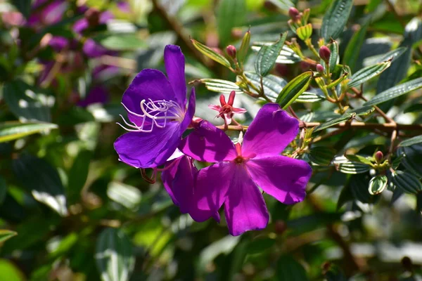 Lila Rododendron Virágok Városi Parkban Augusztusban — Stock Fotó