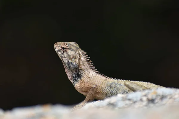 Närbild Bild Bild Ödla Ligger Klippan — Stockfoto