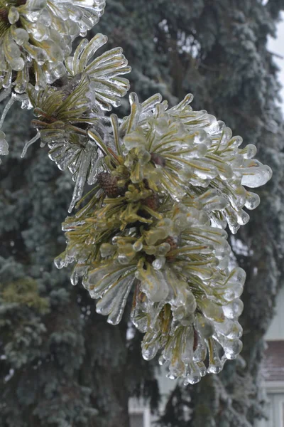 Bevroren Takken Van Bomen Natuur Flora — Stockfoto