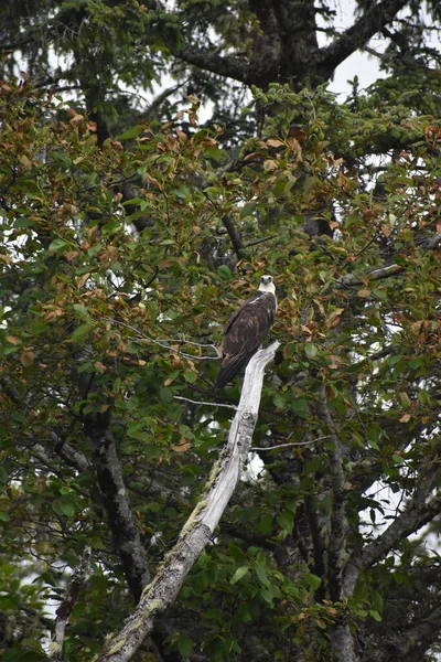 Pygargue Tête Blanche Dans Nature — Photo