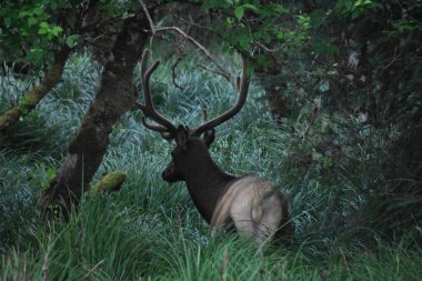 Ormandaki uzun ağaçların gölgesinde saklanan boynuzlu geyikler.