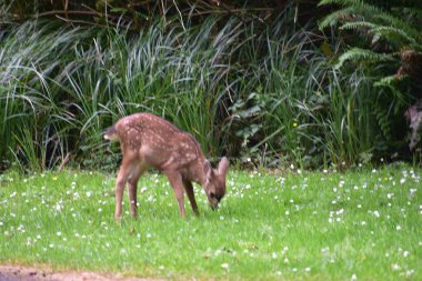 Çayırda otlayan benekli ceylan yavrusu.