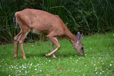 Ormandaki vahşi geyiği yakından çek.