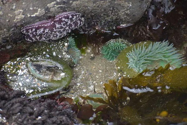 Unterwasseraquatische Korallen Meeresfauna — Stockfoto