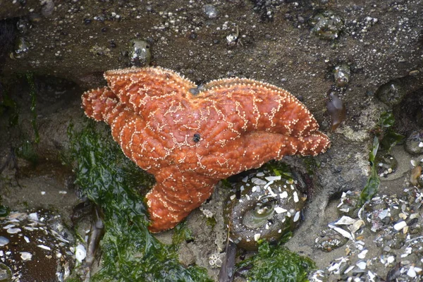 Onderwater Aquatisch Koraal Fauna Van Zee — Stockfoto