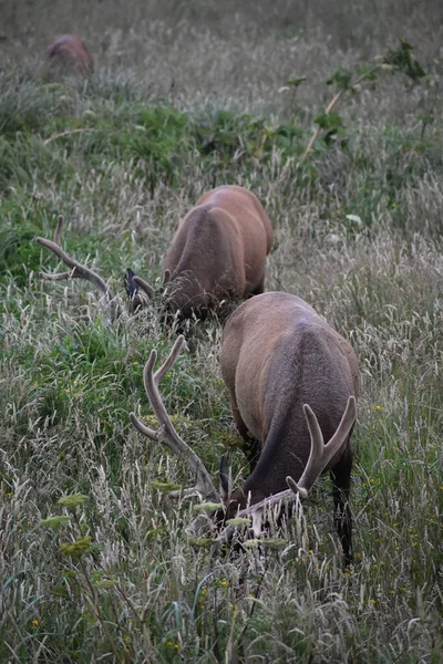 Cerfs Sauvages Dans Champ Herbe — Photo