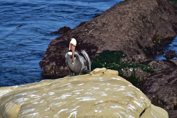 青い海水の岩の崖の上のペリカン鳥 — ストック写真