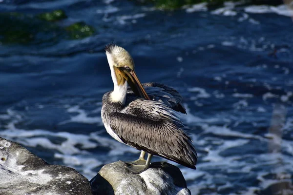 Pássaro Pelicano Penhasco Rochoso Água Mar Azul — Fotografia de Stock