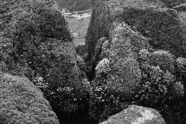 Yosun kaplı taşların siyah beyaz fotoğrafı. 