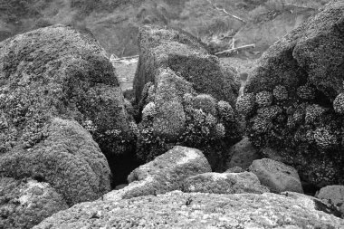 Yosun kaplı taşların siyah beyaz fotoğrafı. 
