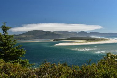 Deniz kıyısındaki çam ağaçlarının güzel manzarası