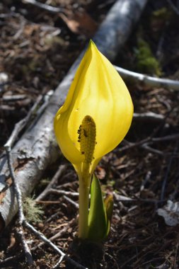 Bahçede büyüyen sarı çiçeklerin yakın plan çekimi. İlkbahar bitkisi.