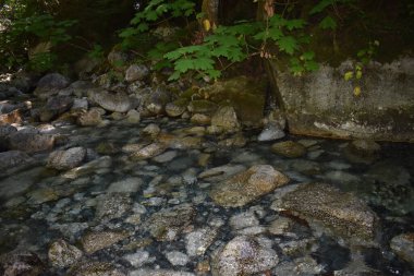 Ağaçlı ormandaki güzel nehir manzarası 