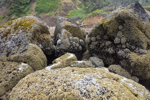 Sahilde Yeşil Yosunlu Kayaların Yakın Çekimi — Stok fotoğraf