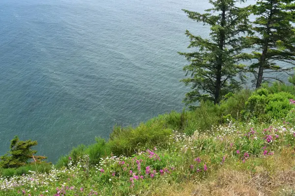 Beautiful Flowers Cliff Sea Background — Stock Photo, Image