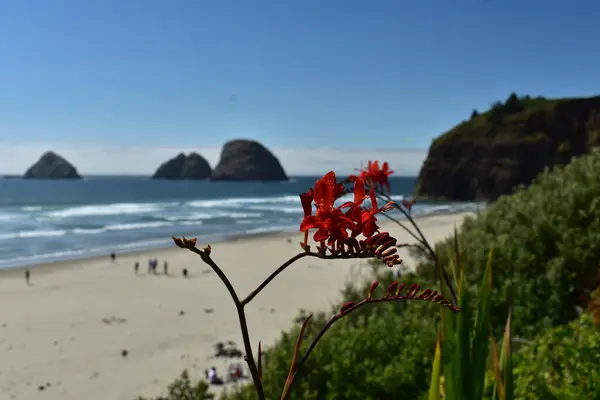 Beautiful View Sea Coast Red Flowers Foreground — Stock Photo, Image