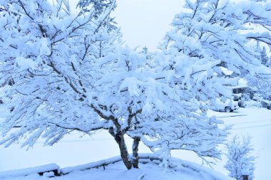 Karla kaplı ağaçlarla kaplı kış manzarası 