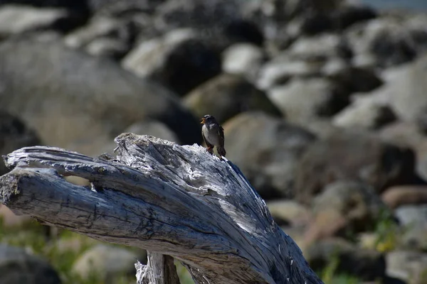 tiny little sparrow bird sitting on dry wooden trunk
