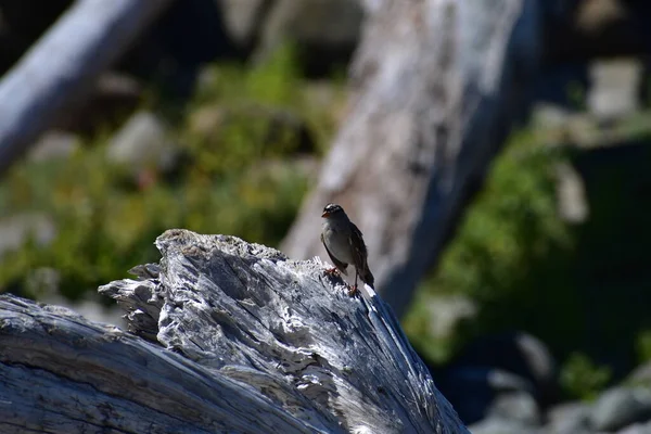 Minuscule Petit Oiseau Moineau Assis Sur Tronc Bois Sec — Photo