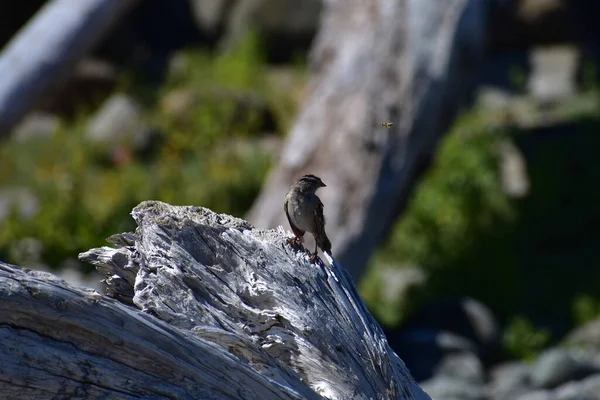 tiny little sparrow bird sitting on dry wooden trunk