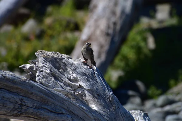 Oiseau Sur Plage — Photo