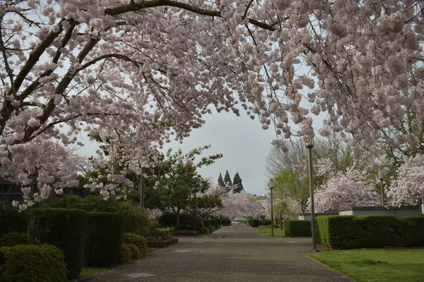 Parque Cidade Com Edifícios Flor Sakura Cerejeira Árvores Flor Flor — Fotografia de Stock
