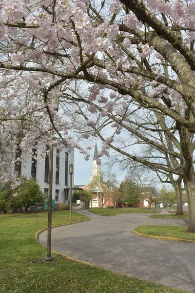 Městský Park Budovami Kvetoucími Sakura Třešňovými Květy Jarní Květ — Stock fotografie