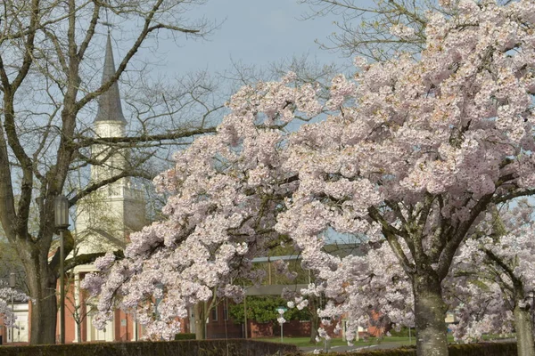 Alberi Sakura Fiore Giardino Fiore Primavera Torre Chiesa Sfondo — Foto Stock