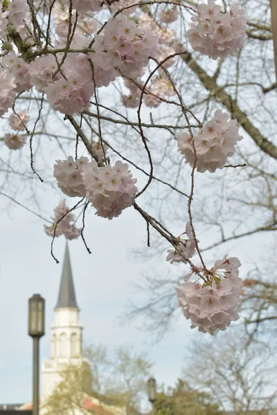Alberi Sakura Fiore Primavera Torre Costruzione Sfondo — Foto Stock