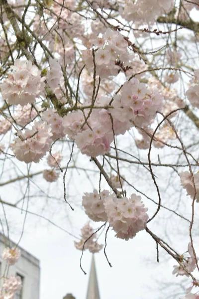 Flores Primavera Sakura Árvores Flores Aromáticas — Fotografia de Stock