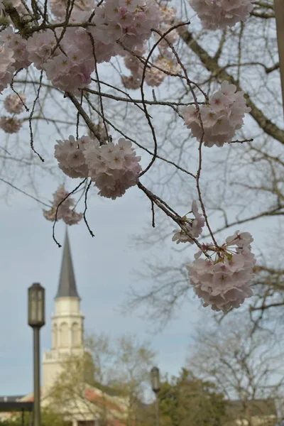 Alberi Sakura Fiore Primavera Torre Costruzione Sfondo — Foto Stock