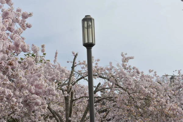 Spring Blossom Sakura Trees Street Lamp Aromatic Flowers — Stock Photo, Image