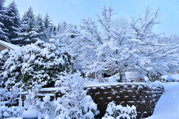 Vinterlandskap Med Snötäckta Träd — Stockfoto