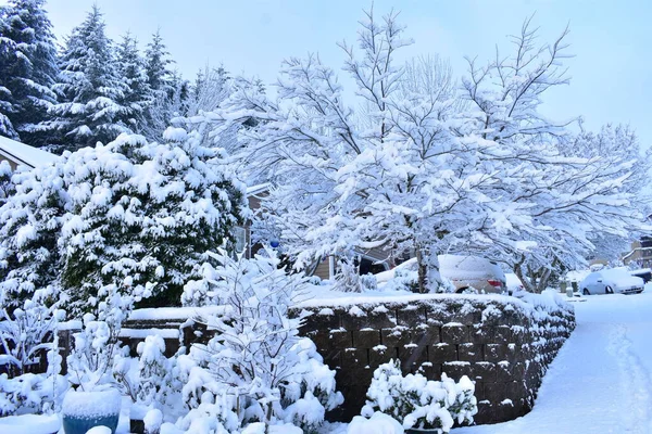 Winterlandschaft Mit Schneebedeckten Bäumen — Stockfoto