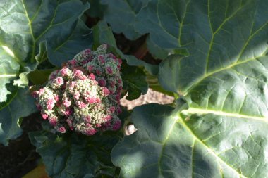 Rubarb çiçekleri. Botanik çekim, fabrikayı kapatın. 