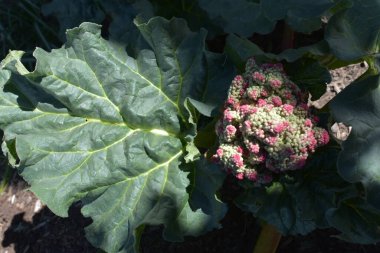 Rubarb çiçekleri. Botanik çekim, fabrikayı kapatın. 