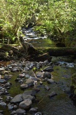 Ormanda küçük bir nehir, akan sular ve büyüyen bitkiler. 