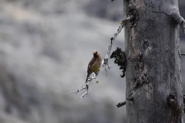 Oiseau Épilateur Japonais Sur Branche Arbre Flore Faune — Photo