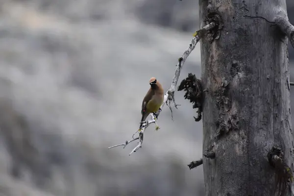 Oiseau Épilateur Japonais Sur Branche Arbre Flore Faune — Photo