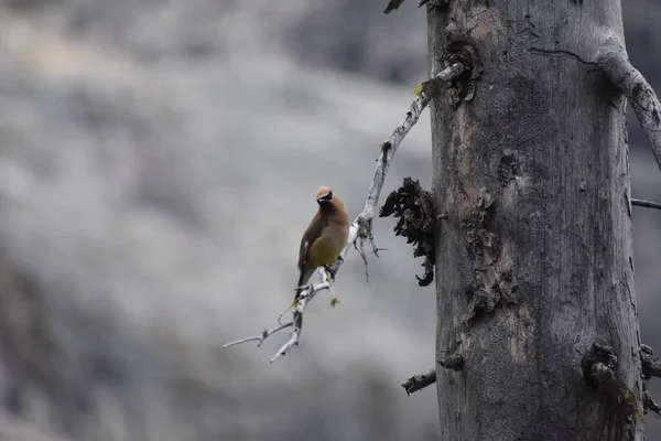 Oiseau Épilateur Japonais Sur Branche Arbre Flore Faune — Photo