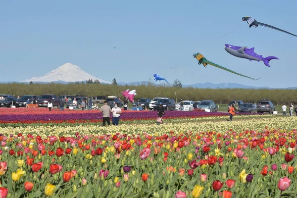 Campo Tulipanes Florecientes Holanda Paisaje Con Flores Coches Fondo —  Fotos de Stock