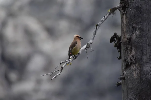 Japanese waxwing bird on tree branch, flora and fauna