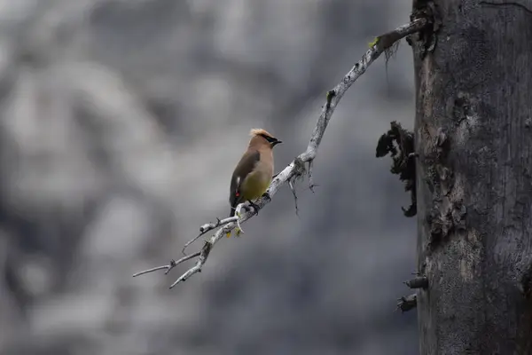 Japanischer Wachsvogel Auf Ästen Flora Und Fauna — Stockfoto