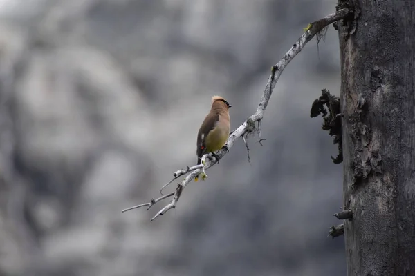 Oiseau Épilateur Japonais Sur Branche Arbre Flore Faune — Photo