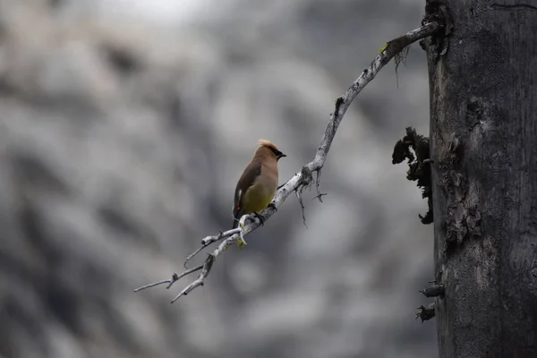 Oiseau Épilateur Japonais Sur Branche Arbre Flore Faune — Photo