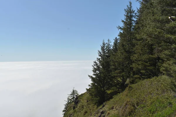山の霧 木々が並ぶ風景 — ストック写真
